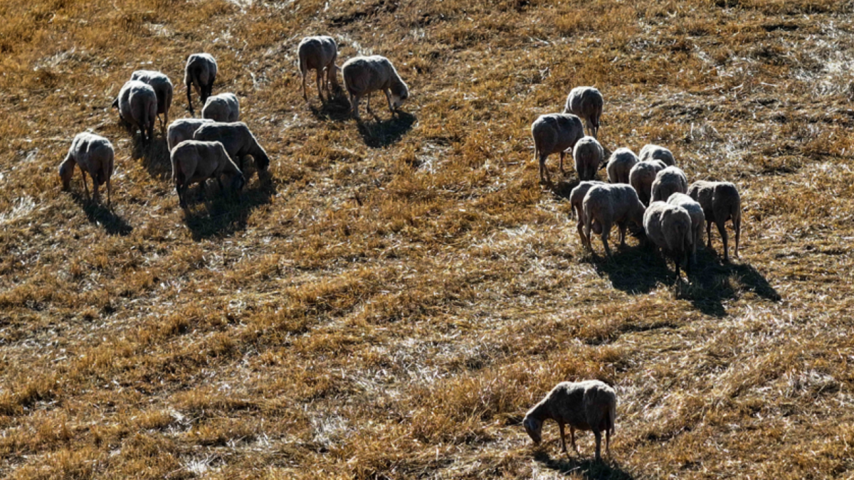 Λέσβος: Επιβεβαιώθηκαν 13 κρούσματα αφθώδους πυρετού - Σε θανάτωση 3.000 ζώων