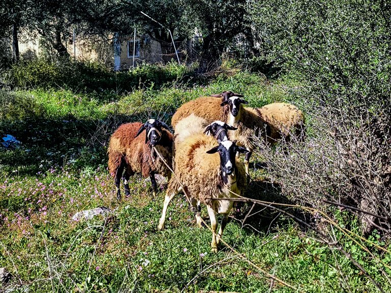 Παρατείνονται τα μέτρα για την ευλογιά των αιγοπροβάτων στην κρήτη