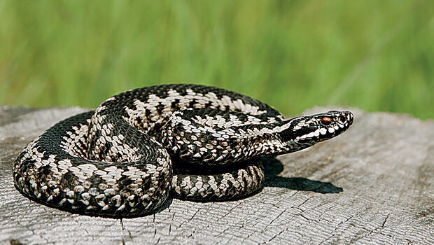 Οχιά δάγκωσε 13χρονο - Νοσηλεύεται σε σοβαρή κατάσταση