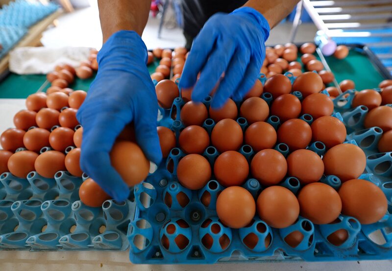 Ρεκόρ κρουσμάτων σαλμονέλας στο βέλγιο – 306 άνθρωποι έχουν νοσήσει