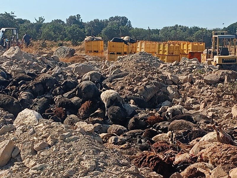 Αφθώδης πυρετός: «έκανα το σωστό» λέει στο in ο περιφερειάρχης β. αιγαίου για την απόφαση να παυθούν ιχνηλάτησ