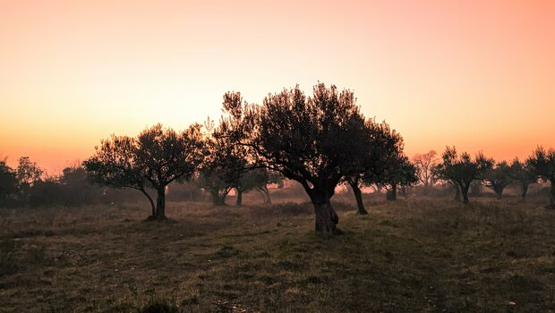 Η κλιματική αλλαγή «σπρώxνει» τις ελαιοκαλλιέργειες της μεσογείου στα βόρεια – οι κερδισμένες χώρες- τι θα συμ