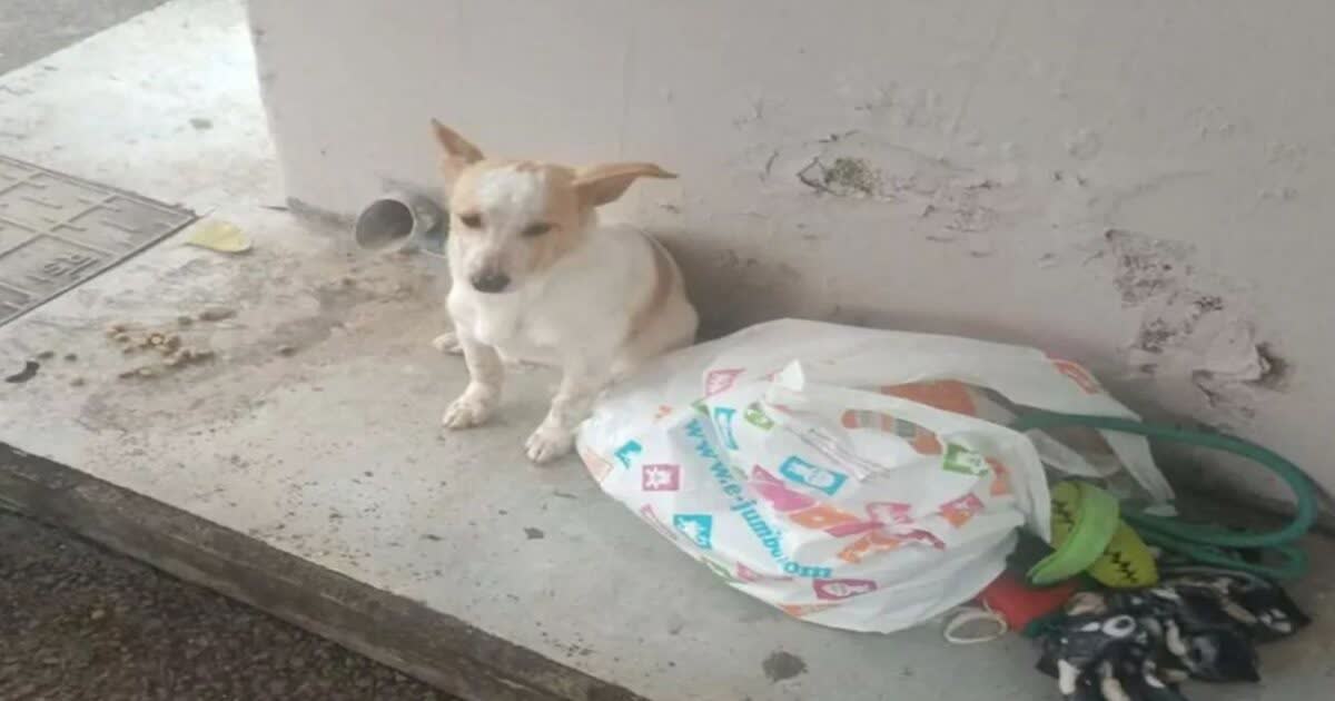 Λεμεσός: Εγκατέλειψαν σκυλάκι σε στάση λεωφορείου μαζί με τα παιχνίδια του