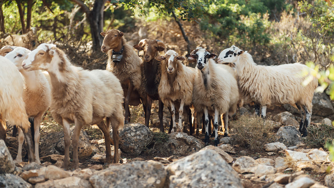 Λέσβος: Ακόμη 16 νέα κρούσματα αφθώδους πυρετού - Συνολικά 29 τα κρούσματα