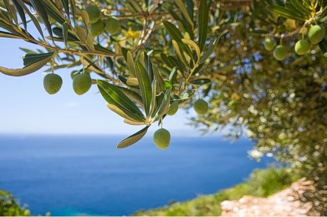 Ελιά: από τον ψεκασμό ως τη συγκομιδή - πώς τα drones αλλάζουν την παραγωγή
