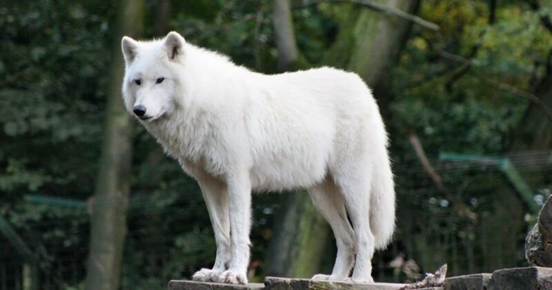 ΗΠΑ: Νήπιο 18 μηνών τραυματίστηκε από λύκο σε ζωολογικό κήπο της Πενσυλβάνιας