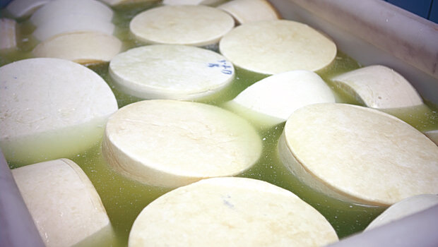 Ανοίγουν τα τυροκομεία στη λέσβο - από σήμερα οι παραλαβές γάλακτος