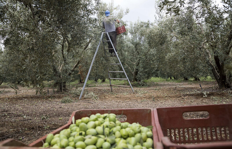 Πώς αλλάζει ο αγρότης από το υψηλό κόστος και το αυξημένο ρίσκο
