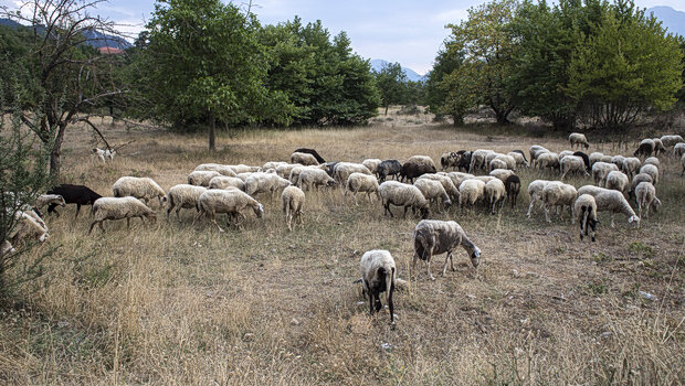 Πότε θα καταβληθούν οι αποζημιώσεις στους κτηνοτρόφους για τον αφθώδη πυρετό