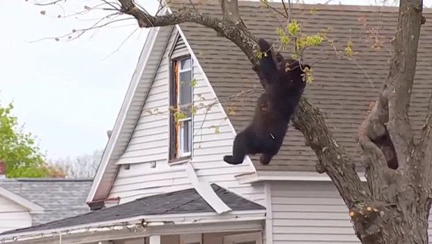 Αρκούδα εγκλωβισμένη επί ώρες σε δέντρο αναστάτωσε γειτονιά στις ηπα - πώς την κατέβασαν