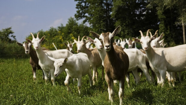 Προσοχή: απόπειρες τηλεφωνικής εξαπάτησης με πρόσχημα τον αφθώδη πυρετό - τι λέει το υπαατ
