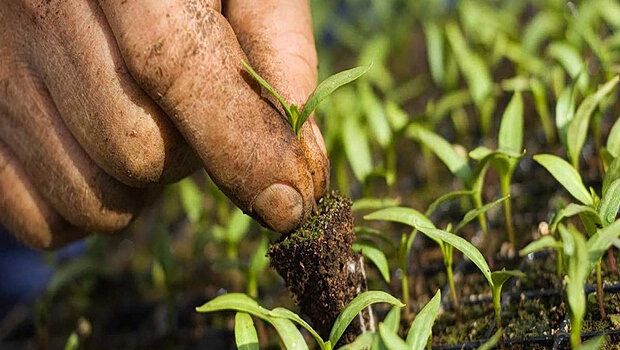 Στα πρόθυρα της καταστροφής ωθεί η ακραία ζέστη τα συστήματα αγροδιατροφής - προειδοποίηση fao-wmo