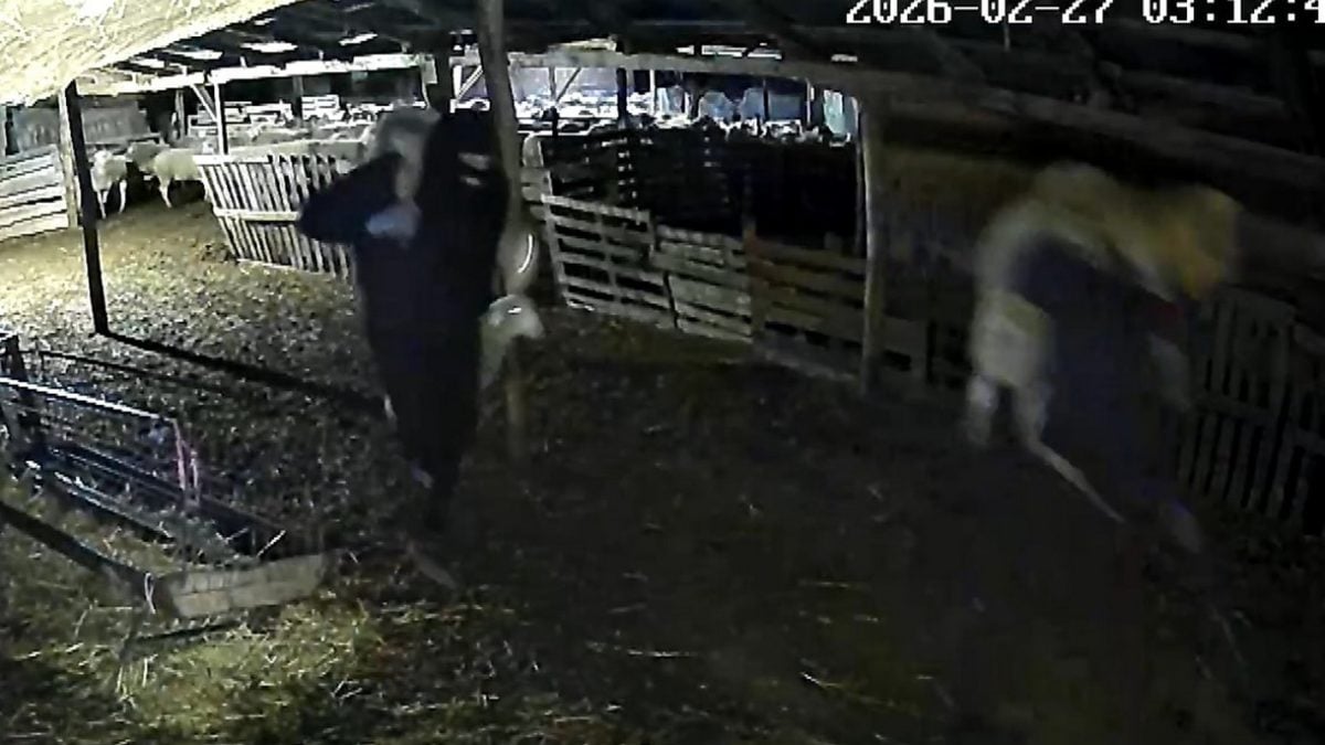 Θεσσαλονίκη: Αυξημένα κρούσματα ζωοκλοπών - Κτηνοτρόφοι σε απόγνωση