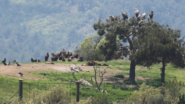 Στο μικροσκόπιο εε, εδελ και ελεγκτικού συνεδρίου το πρόγραμμα antinero - «χάνονται» 30 εκατ. ευρώ από το ταμε