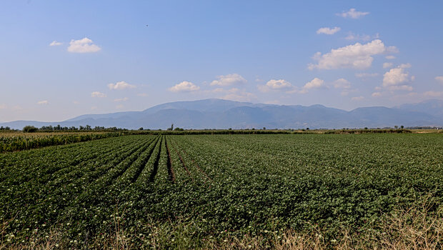 Συνεχίζονται οι πλειστηριασμοί στους συνεταιρισμούς για κόκκινα δάνεια
