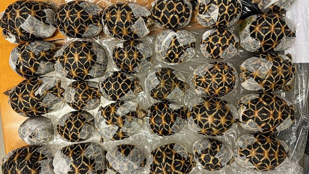 Συνελήφθη 19χρονη στο αεροδρόμιο με 30 χελώνες κάτω από τα ρούχα της