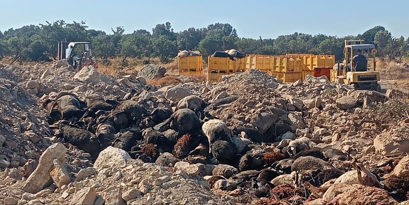 Χυτα λέσβου: θάβουν τα θανατωμένα ζώα για τον αφθώδη πυρετό με ελάχιστο χώμα και ασβέστη, χωρίς απολύμανση